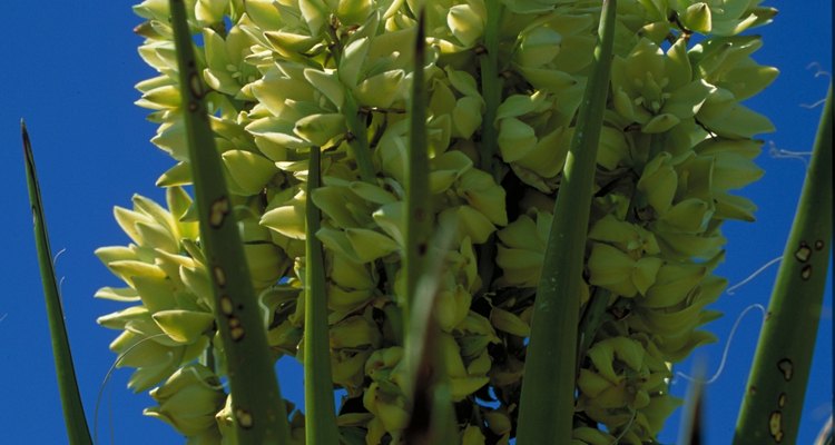 The agave is a desert succulent well adapted to its environment.