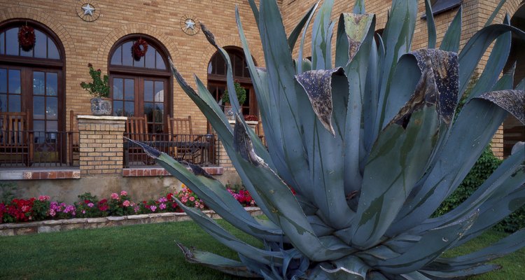 Agave attenuata é a versão sem espinhos da família da planta agave