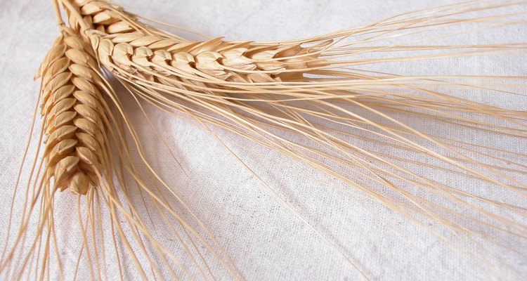 Cultivar trigo involucra un proceso de varios pasos después de la cosecha.