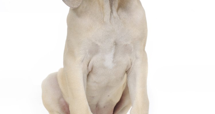 Rose hips are non-toxic to pets.