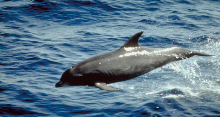 O corpo lustroso de um golfinho permite que ele mergulhe fundo e se mova rapidamente na água