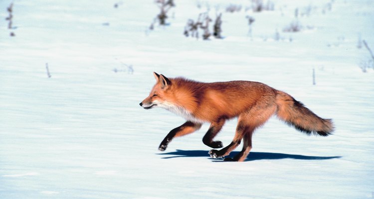 The traditional red fox is copper red with a black stripe down the back.