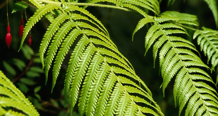 Will that fern survive the winter?