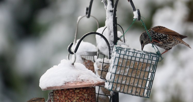Squirrels: pesky, persistent and a pain to put off.