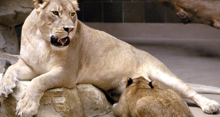 Los tigres dientes de sable están más estrechamente relacionados con los leones que con los tigres.