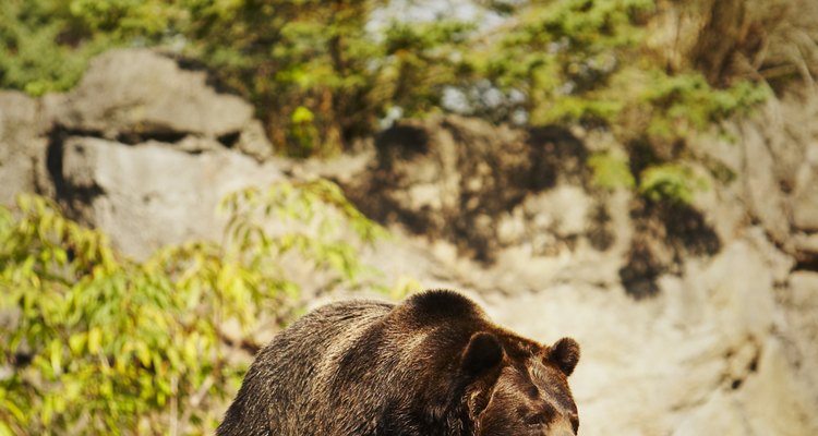 Los osos son endotérmicos, aunque toleran caídas estacionales en la temperatura corporal.