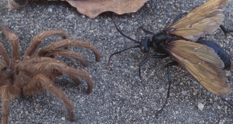 As asas posteriores de uma formiga são mais curtas que suas asas dianteiras