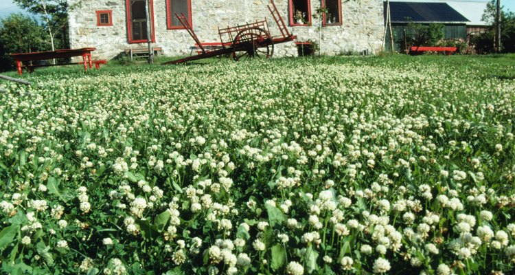 Algunos herbicidas, como el glifosato, dañan el césped así como también el trébol blanco.