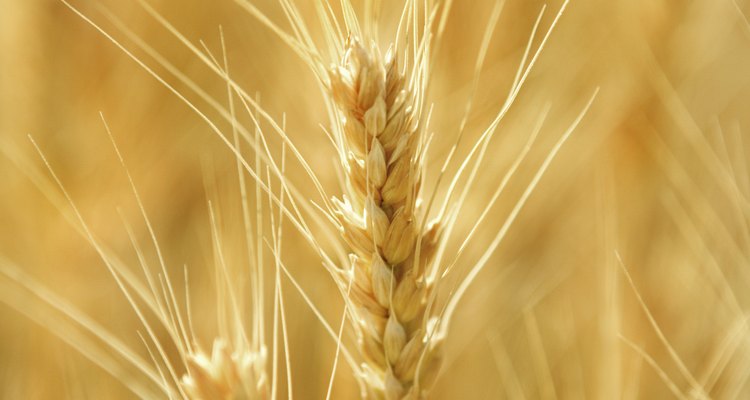 El germen de trigo es una nutritiva porción de grano entero.