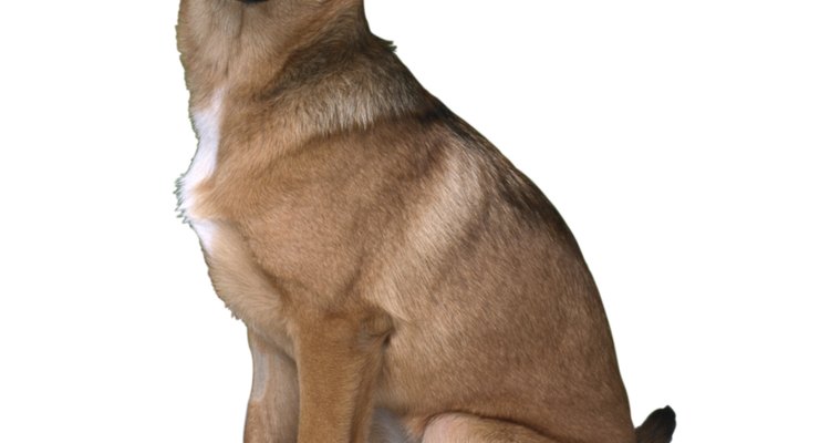 Los perros con la cola cortada pueden sentir miedo de que se las toquen, durante toda la vida.