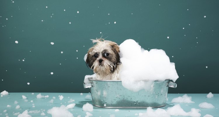 Baña a tu perro