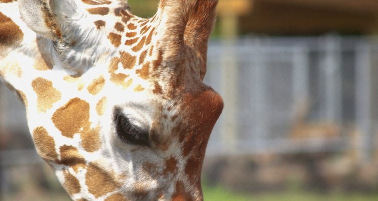 El zoológico del Central Park resultará una buena experiencia para festejar el cumpleaños de los pequeños.