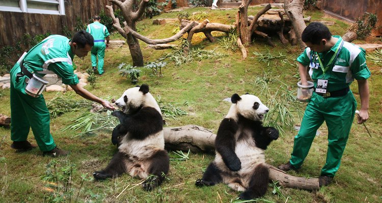 El panda gigante habita en Hong Kong.