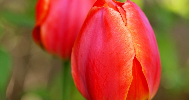 As tulipas crescem em uma grande variedade de cores, tamanhos e formas