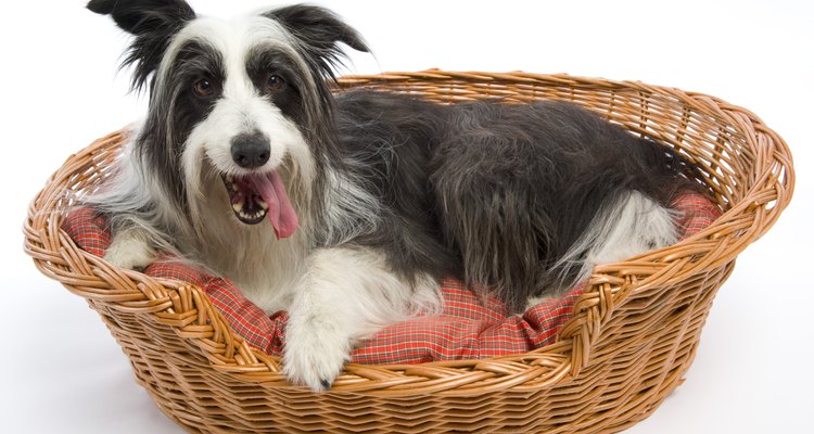 El olor de la cama de tu perro varía dependiendo de lo que este haga diariamente.