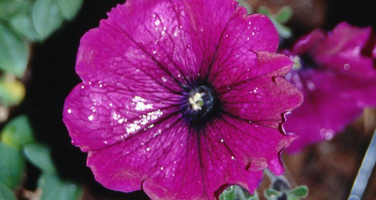 Doenças virais podem manchar, descolorir e até deformar as flores