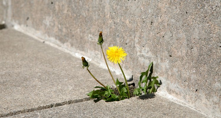 O ácido muriático é eficaz contra ervas daninhas que crescem através das fendas na calçada