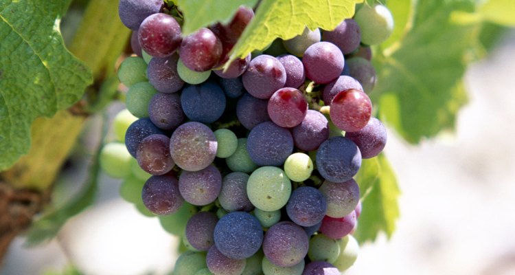 Las variedades de uva de hoy en día son deliciosas cuando se consumen de inmediato.