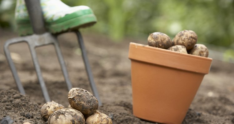 roots-and-tuber-crops-in-2021-taproot-root-system-root