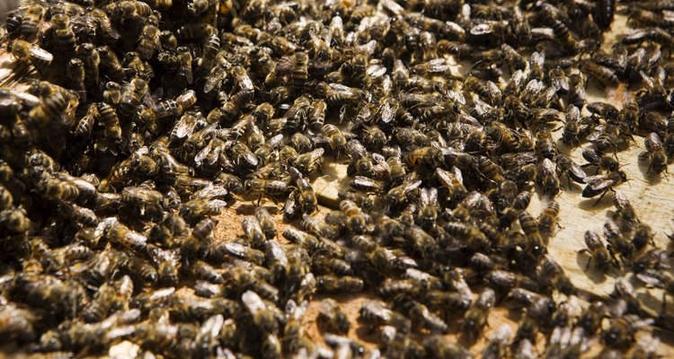 Las abejas no atacan a los humanos con frecuencia.