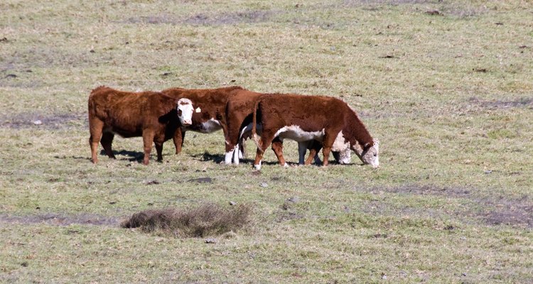 Triclopyr is listed for use in livestock grazing areas.