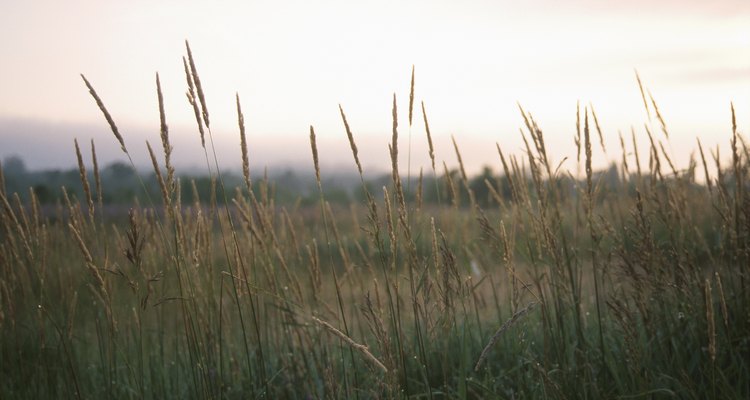 Bulrush are an invasive species that can dominate an area if left unchecked.
