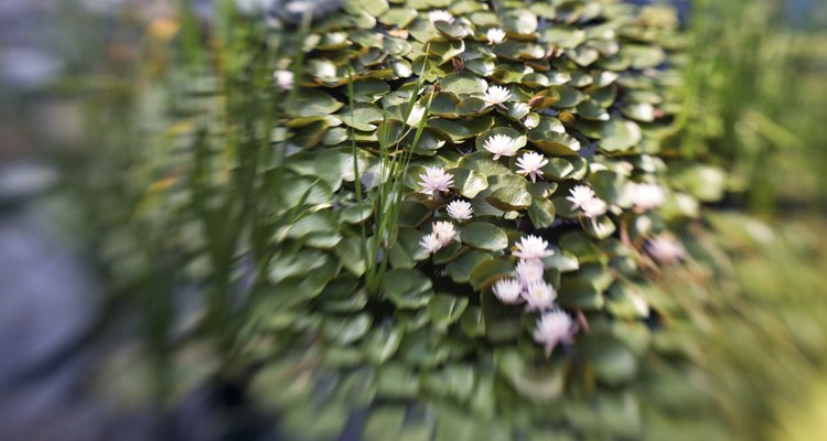 Las flores blancas de la planta de elodea llegan por encima del nivel de agua.