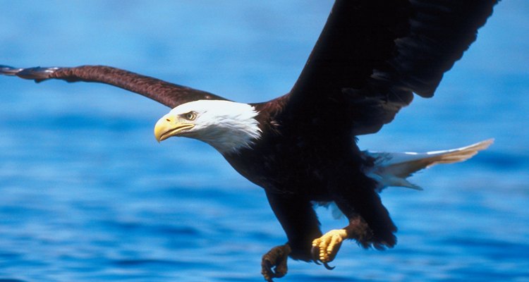 Las águilas calvas cazan o pescan a través de la superficie del agua.