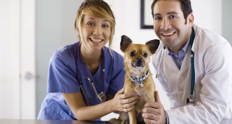 Tobradex también puede causar a un perro en tratamiento con diuréticos que se deshidrate rápidamente.