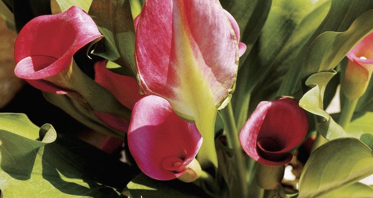 Thrips, aphid eggs and mealy bugs are tiny insects that attack calla lilies.