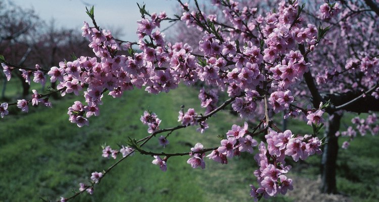 Woolly aphids can cause apple trees to develop wilting leaves.