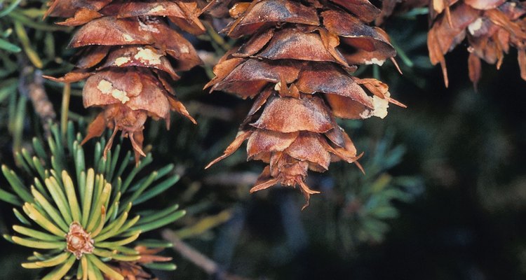 Distinctive cones help distinguish this Douglas-fir tree from true fir trees.