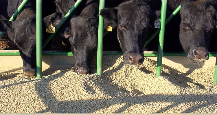 Una parte importante de las cosechas se destinan para alimentar ganado.