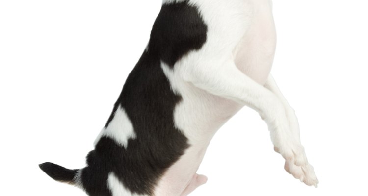 Tratar el estreñimiento en los perros naturalmente.