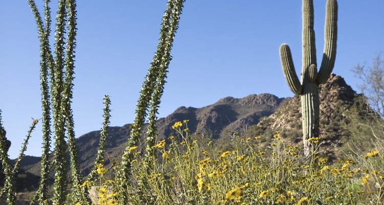 Las flores silvestres abundan cerca de la montaña Pickett Post.