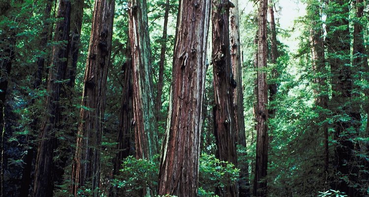Coniferous forests, such as Muir Woods, are home to the world's oldest trees.