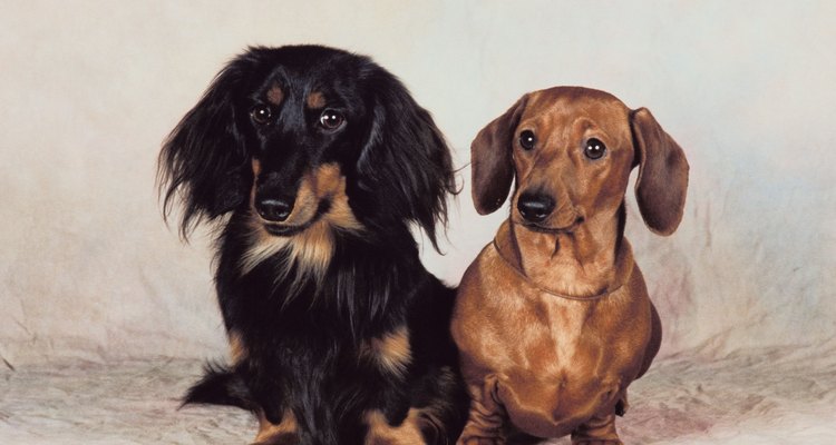 Dachshunds vary is size and shape. Take measurements before you start knitting.