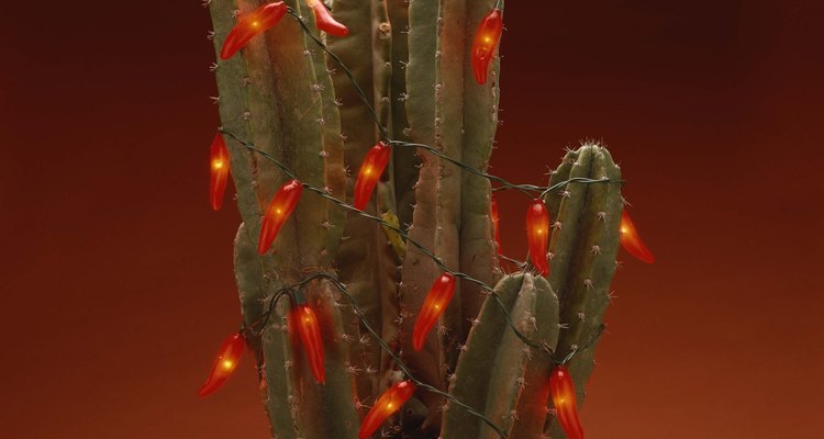 Cactus del hogar.