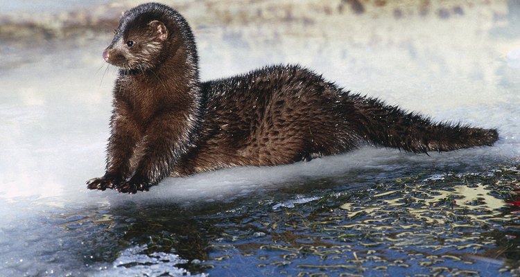 Sliding mink in water