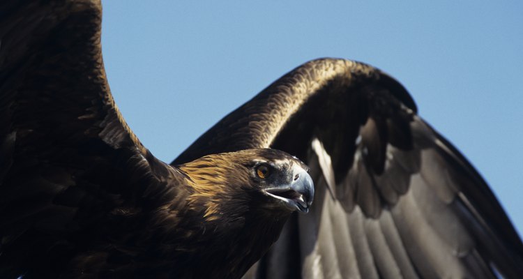 Golden eagle (Aquila chrysaetos) with wings spread, North America, Eurasia