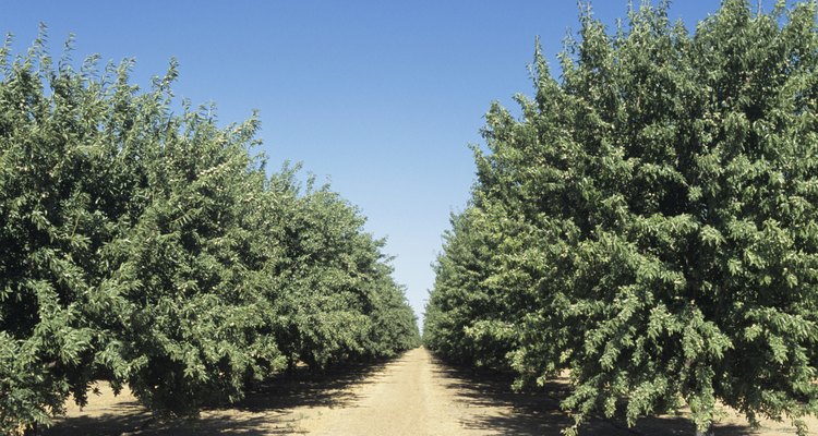 Puede tomar tres años para que el almendro alcance su madurez.