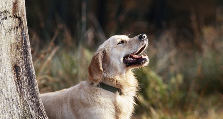 Cachorros podem perder suas vozes ao latir por muito tempo