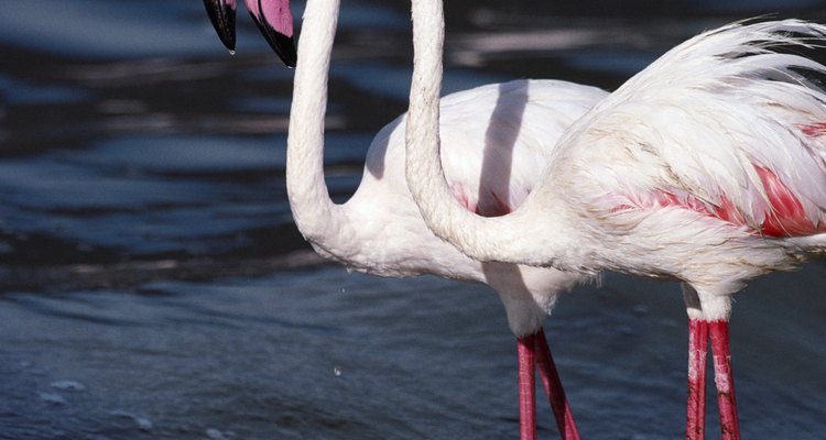 Entre as aves de água doce estão os flamingos