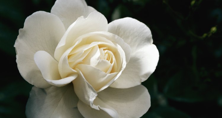 White rose, close-up, overhead view