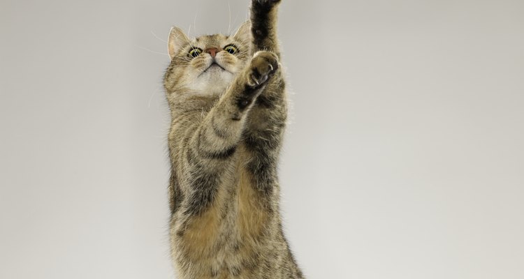 Owners report odd behaviours on nights with a full moon.