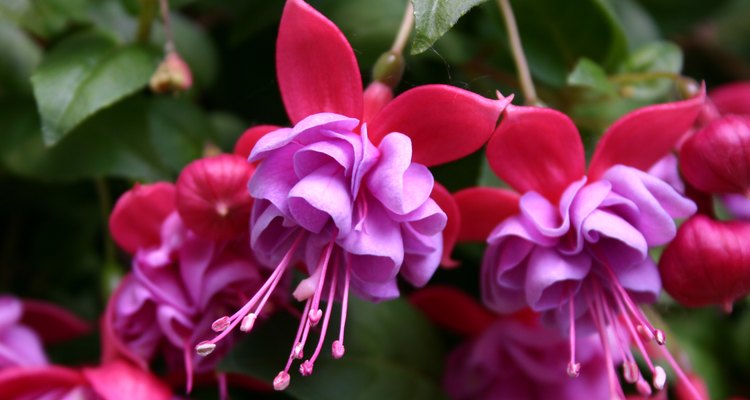 Fuchsia