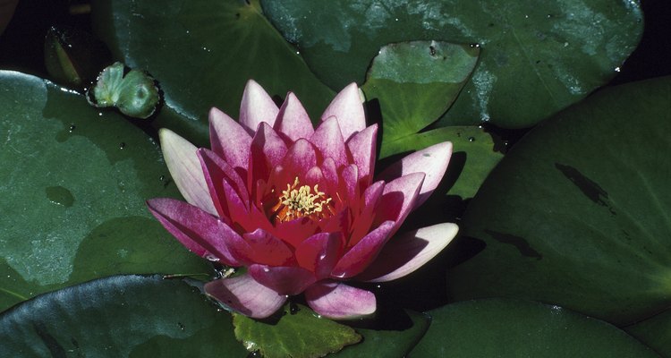 Raised ponds are easy to install and require minimal upkeep.