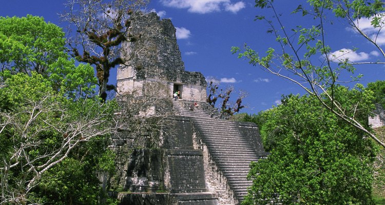 La ceiba es el árbol nacional de Guatemala.