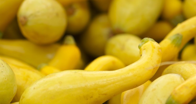 Yellow Squash