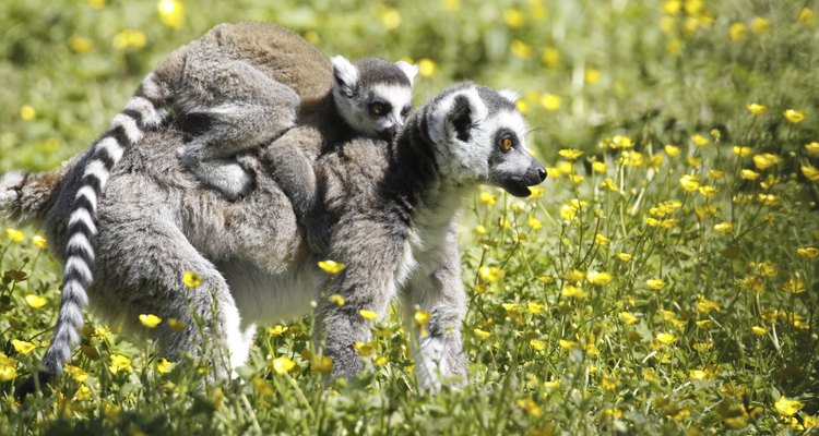 Os lêmures são um dos animais mais conhecidos de Madagascar